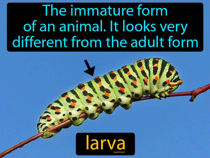 Larva Definition