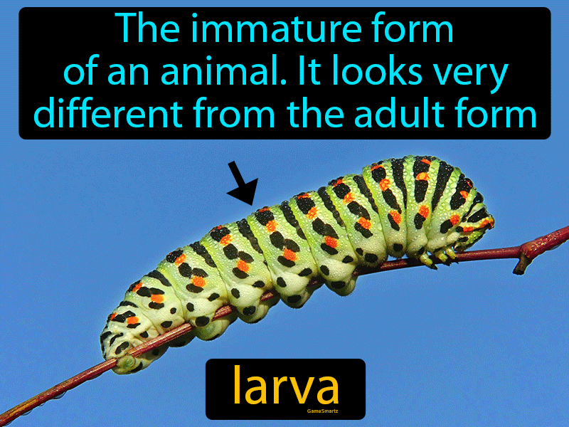 Larva Definition Image GameSmartz