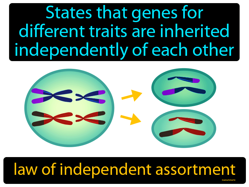 Law Of Independent Assortment Definition