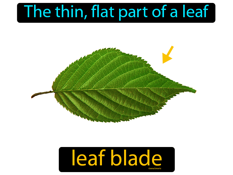 Leaf Blade Definition