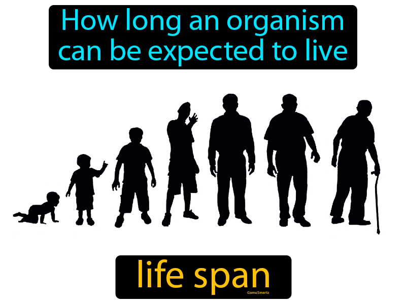 Life Span Definition
