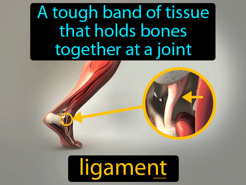 Ligament Definition