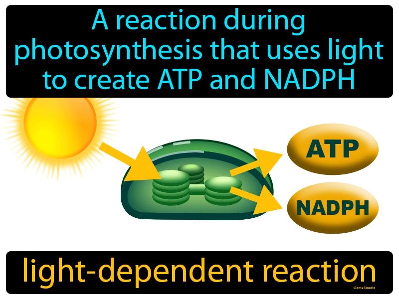 Light Dependent Reaction Definition