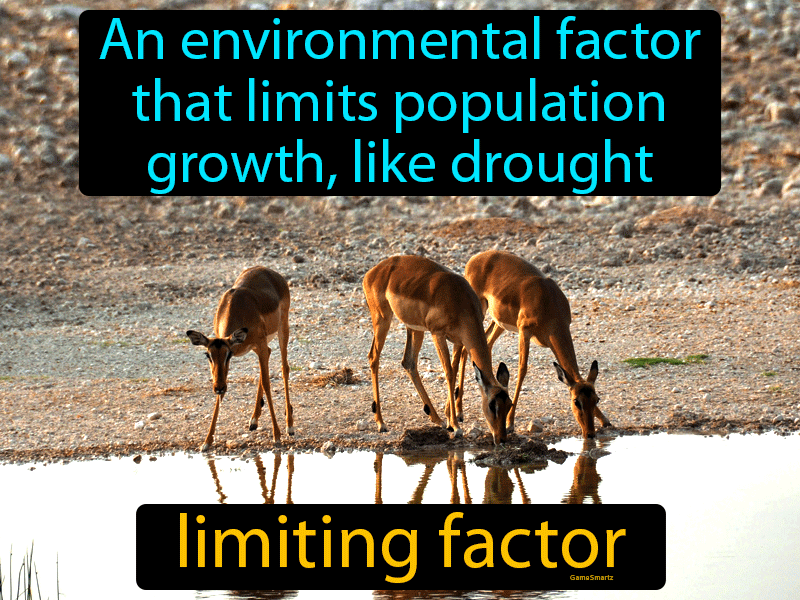 Limiting Factor Definition