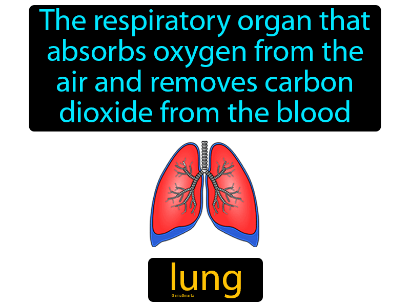 Lung Definition