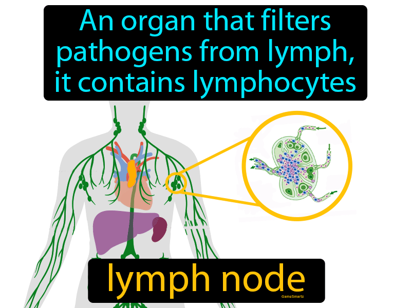 Lymph Node Definition