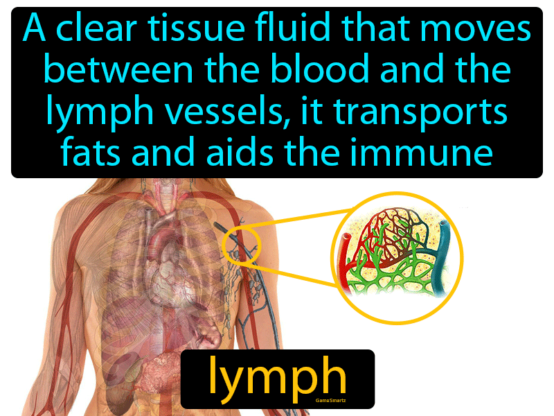 Lymph Definition