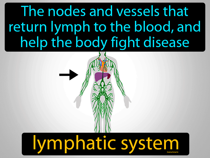 Lymphatic System Definition