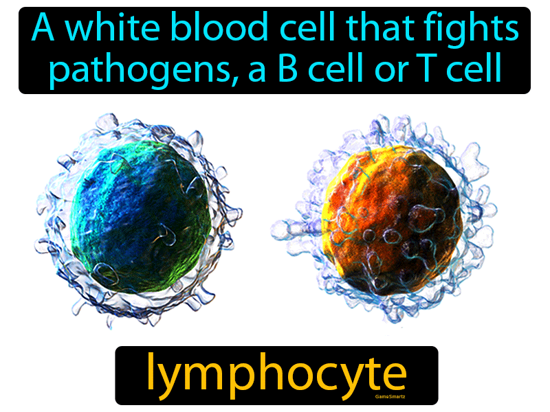 Lymphocyte Definition & Image | GameSmartz