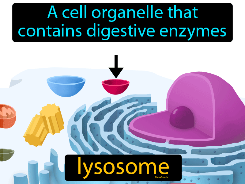 Lysosome Definition