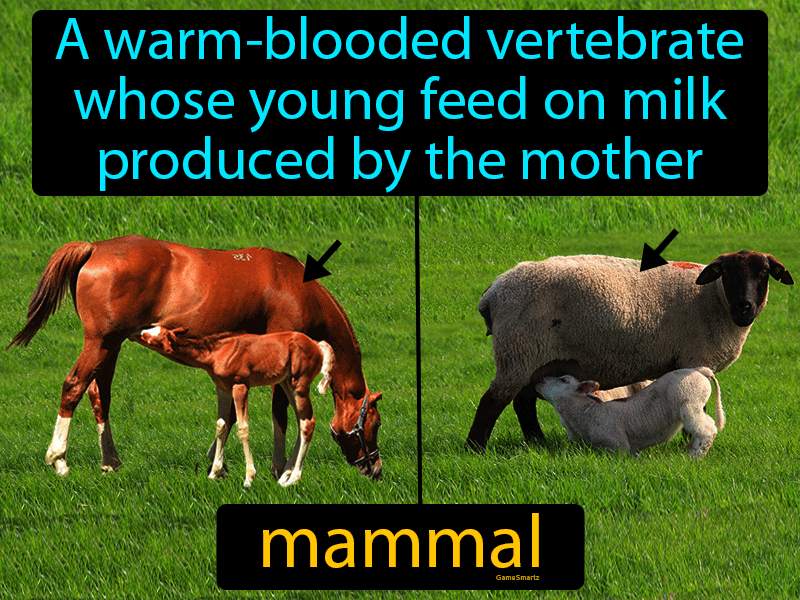 Mammal Definition