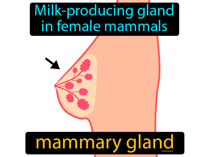 Mammary Gland Definition