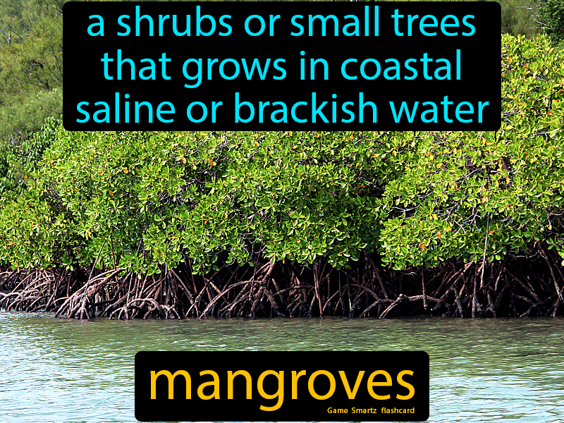 Mangroves Definition