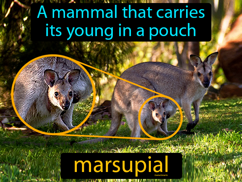 Marsupial Definition