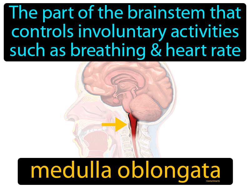 Medulla Oblongata Definition