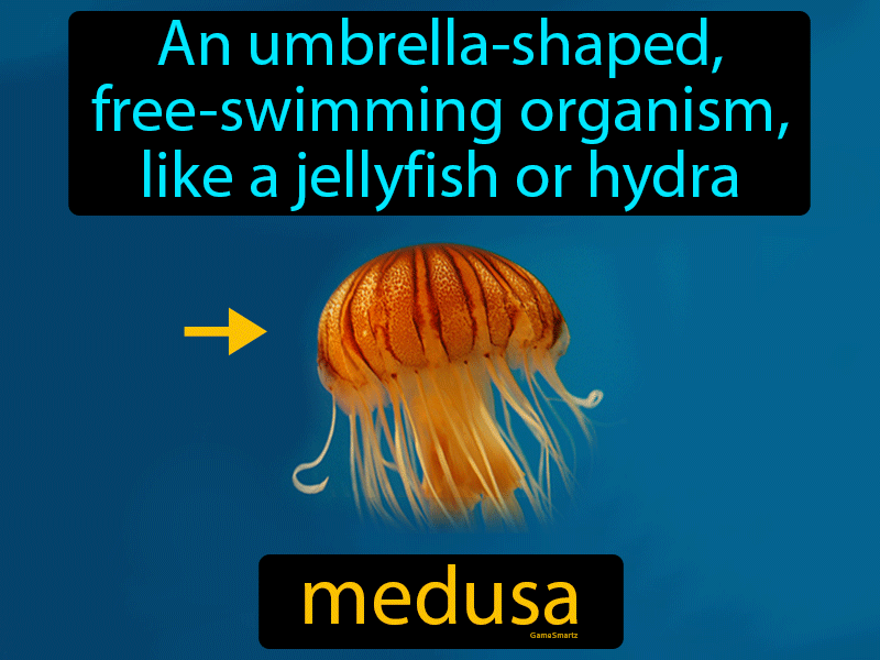 Medusa Definition