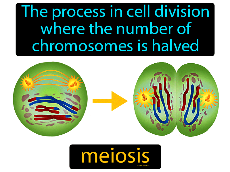Meiosis Definition