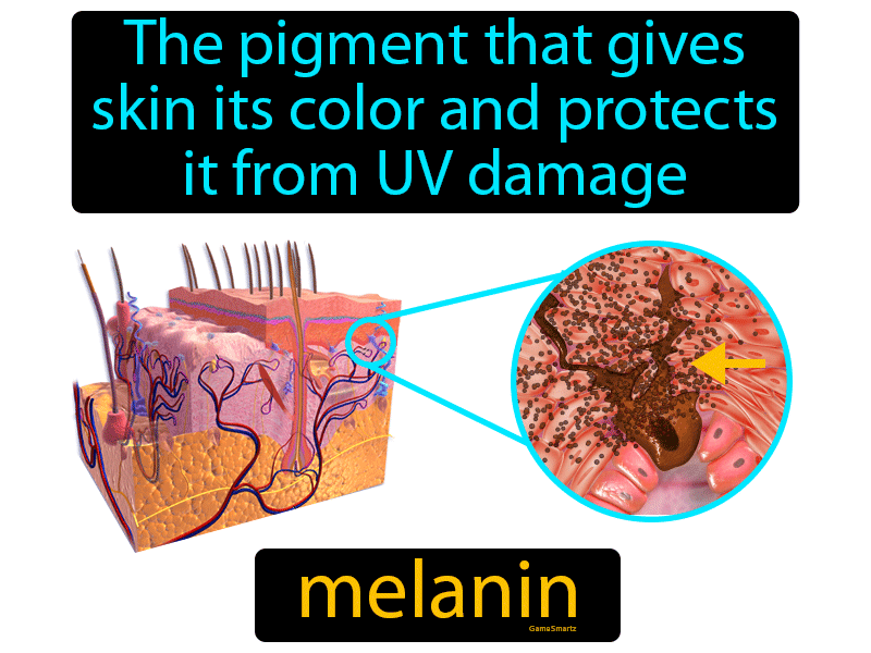 Pigment Definition & Image