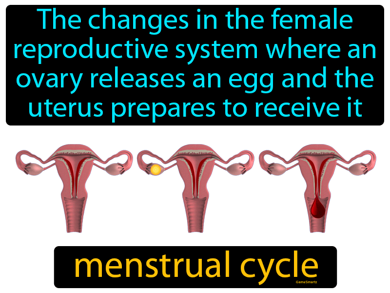 menstrual-cycle-definition-image-gamesmartz