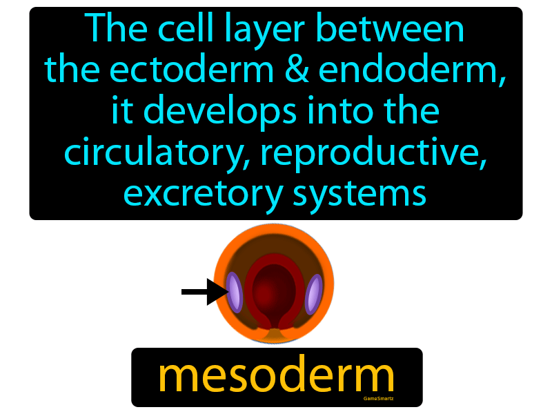Mesoderm Definition