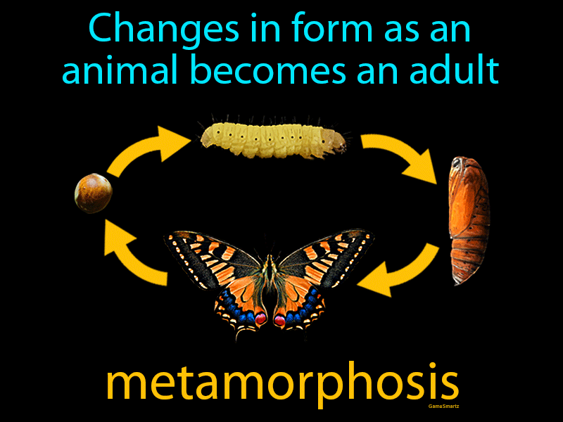 What Does Complete Metamorphosis Mean In Science