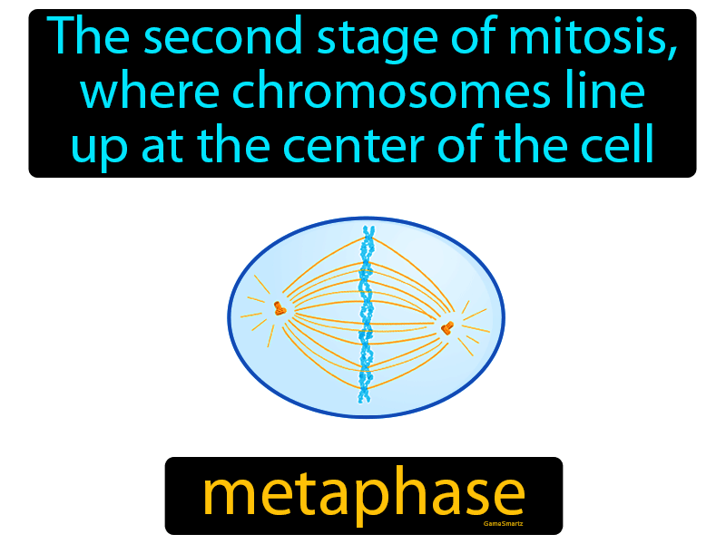 Metaphase Definition
