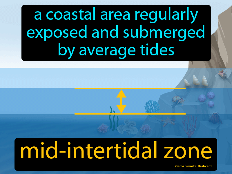 Mid-intertidal Zone Definition