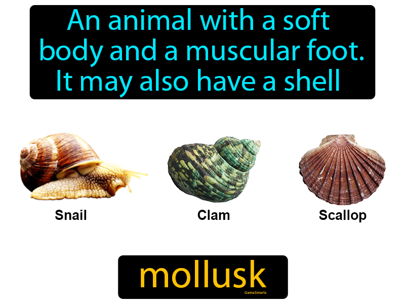 Mollusk Definition