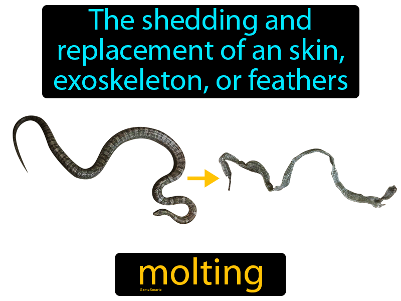 Molting Definition