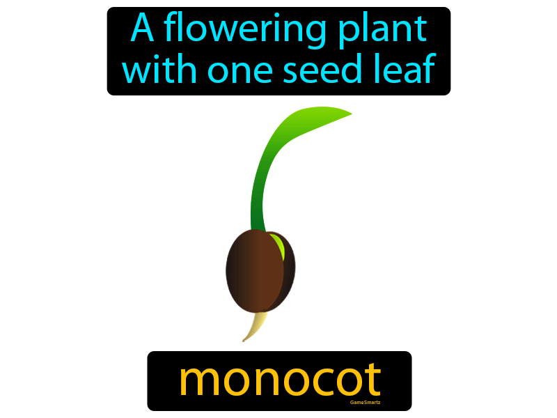 Monocot Definition