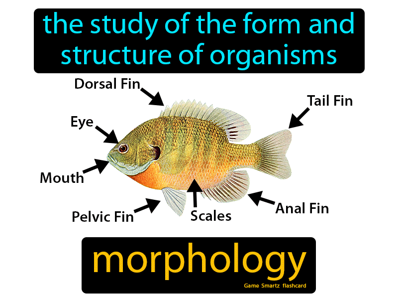 Morphology Definition