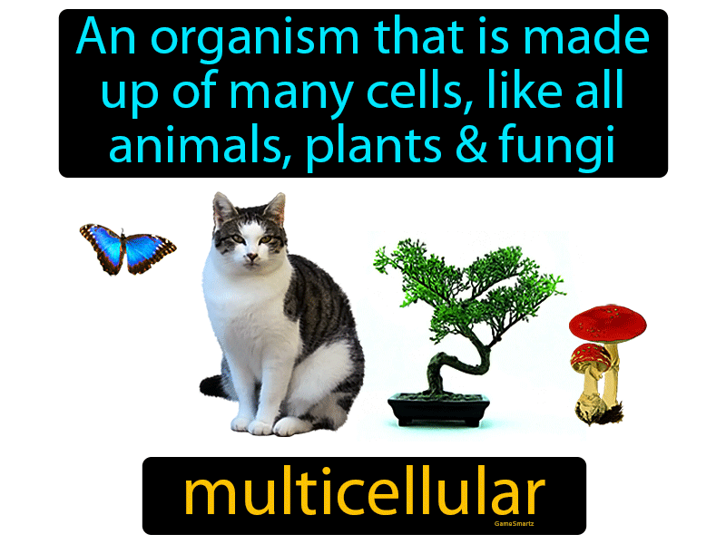 Multicellular Definition