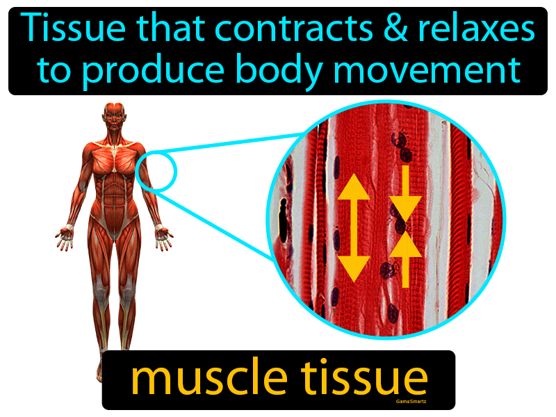Muscle Tissue Definition