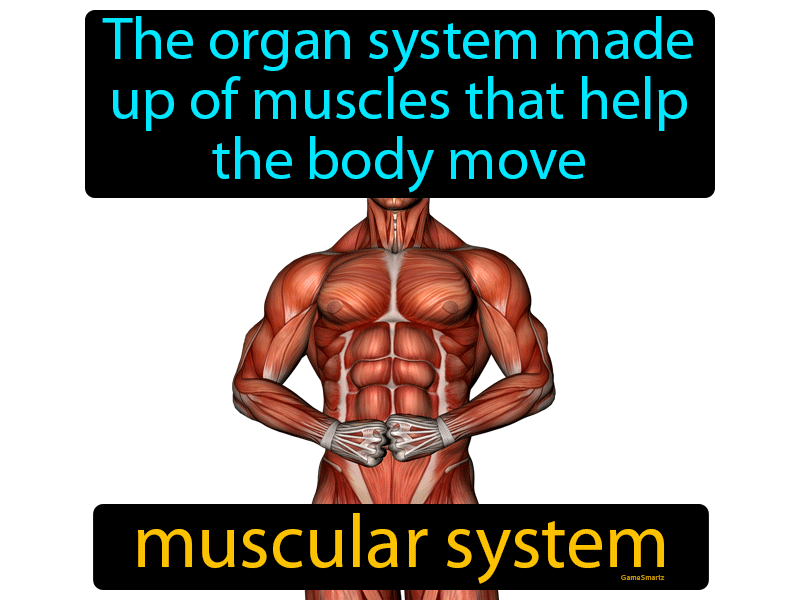 Muscular System Definition