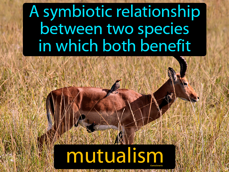 Mutualism Definition