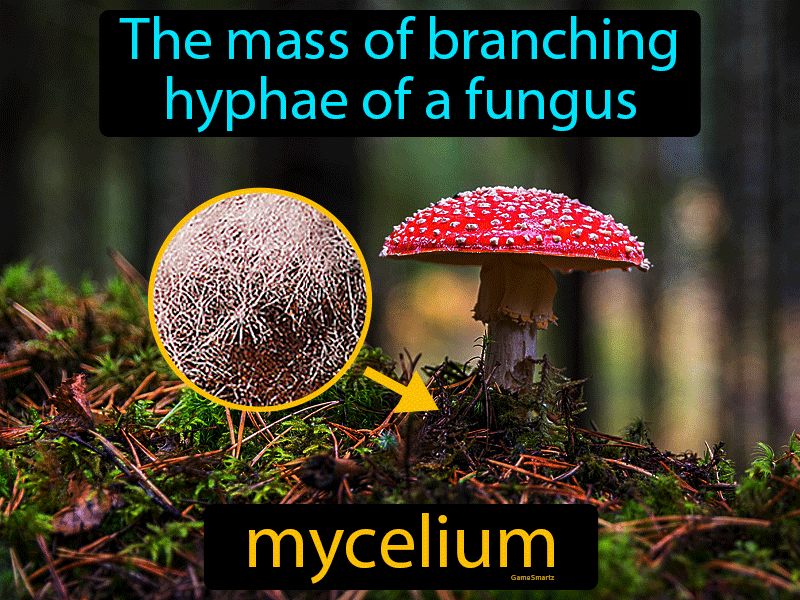 Mycelium Definition