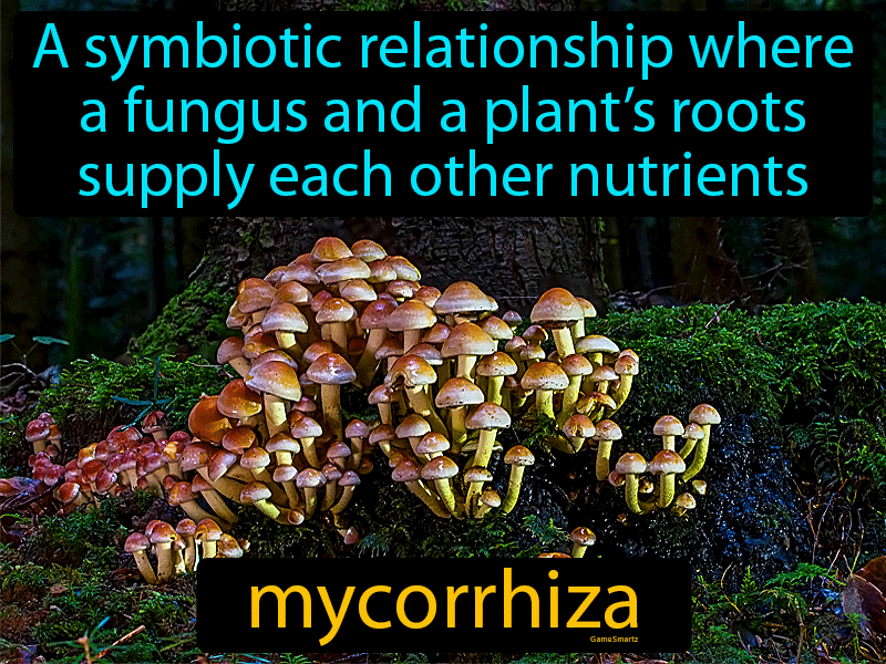 Mycorrhiza Definition
