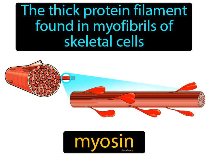 Myosin Definition