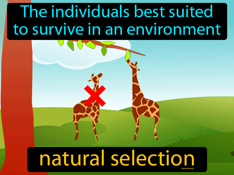 Definition natural selection