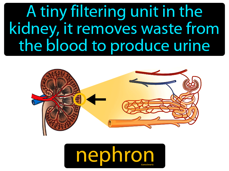 Nephron Definition