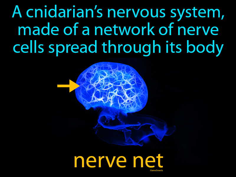 Nerve Net Definition Image GameSmartz