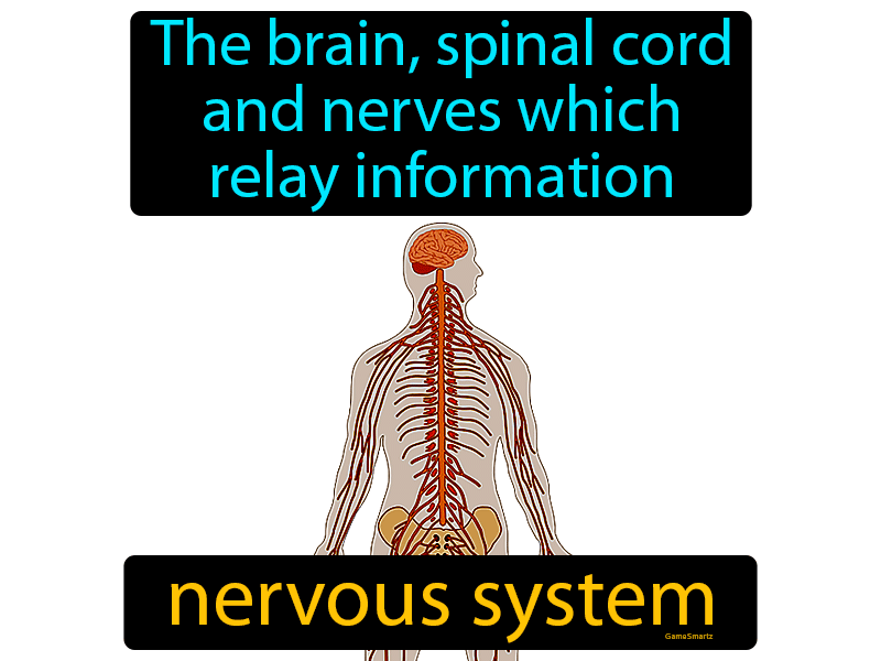 Nervous System Definition