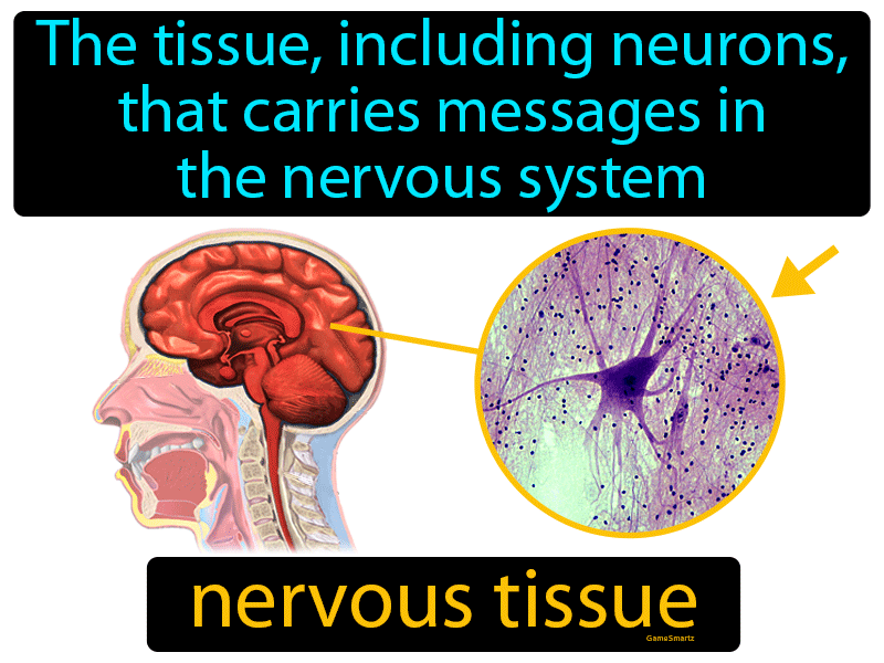 Nervous Tissue Definition