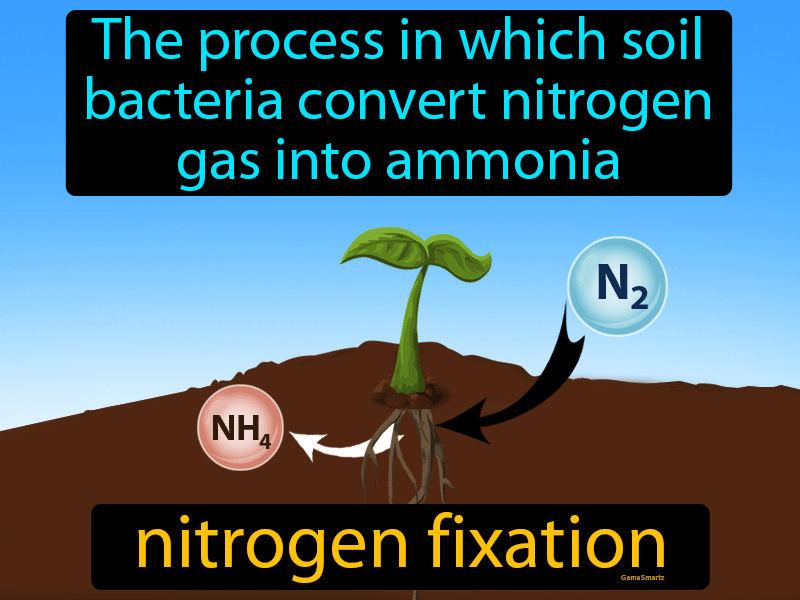 nitrogen fixation