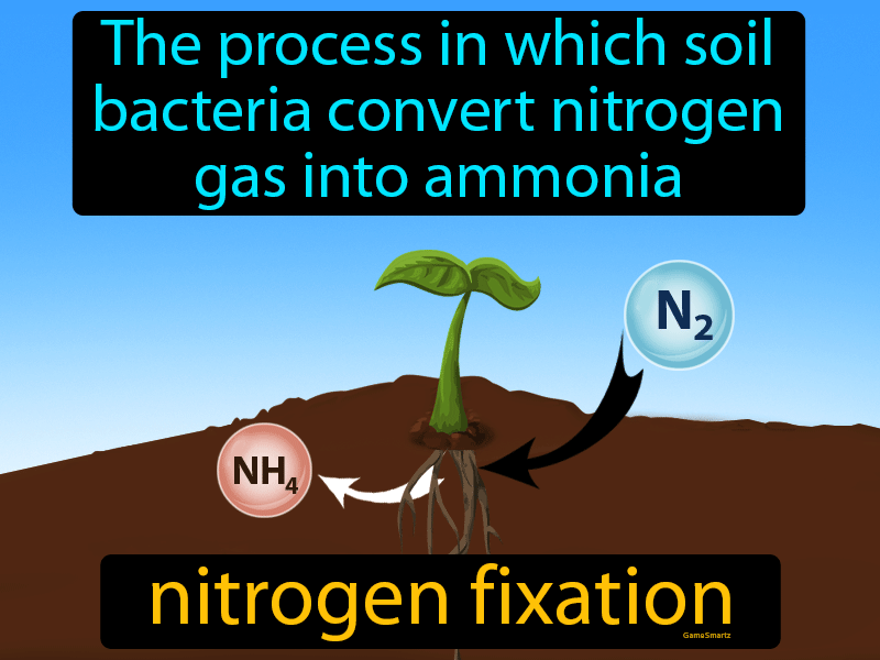 nitrogen-fixation-definition-image-gamesmartz