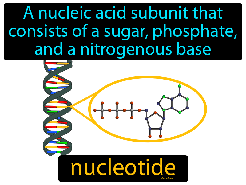 Nucleotide Definition