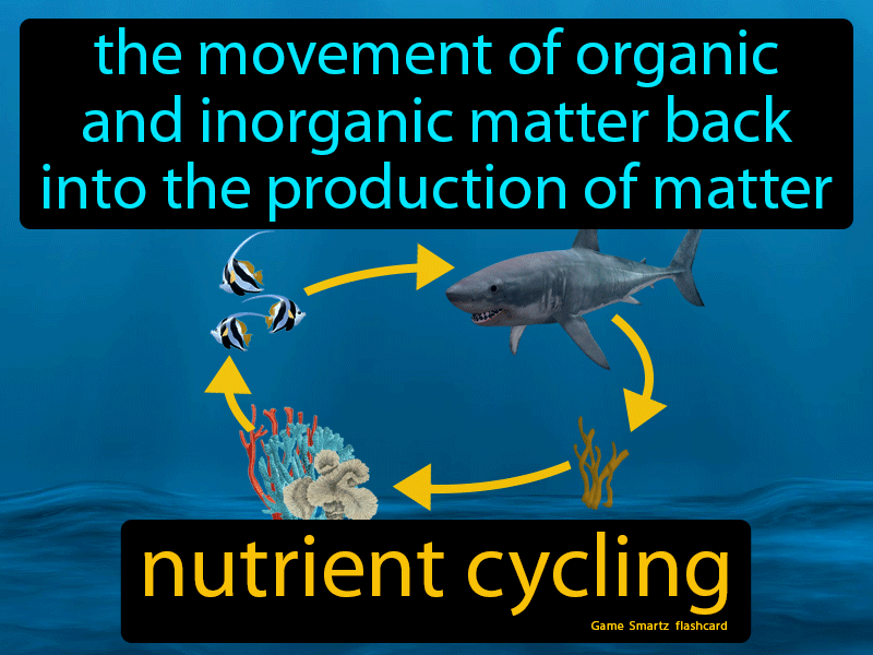 Nutrient Cycling Definition