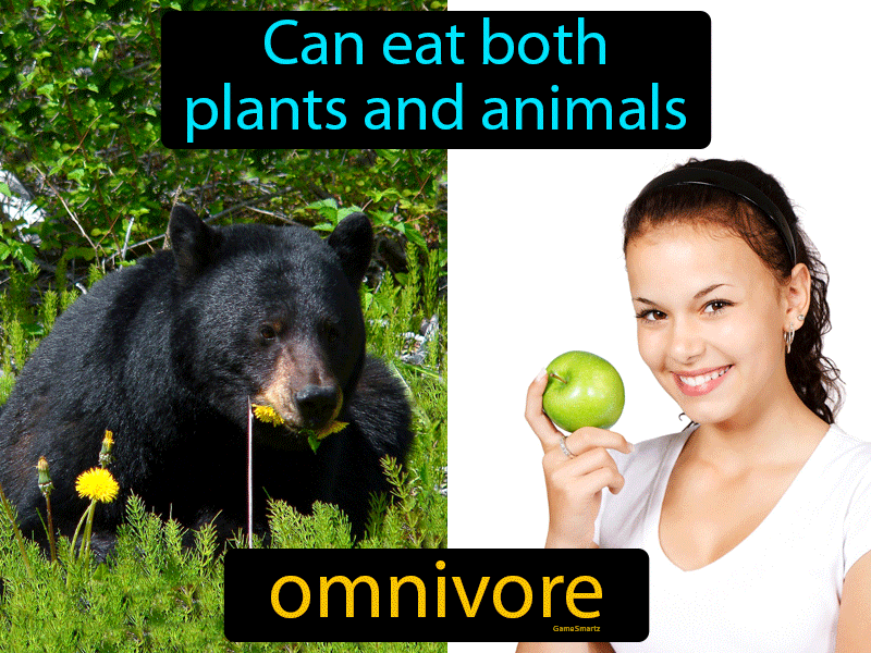 Omnivore Definition