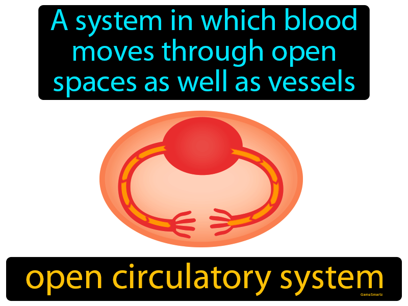 Open Circulatory System Definition