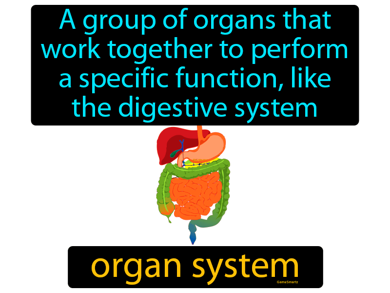 Organ System Definition